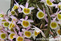 Long tu - Dendrobium primulinum