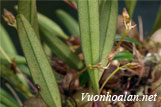 Lan lọng nhí - Bulbophyllum boulbetii