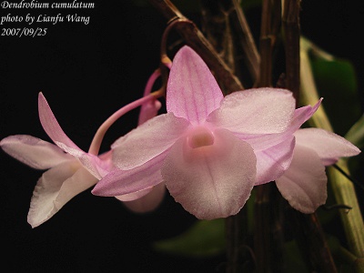 Hoàng thảo tích tụ - Dendrobium cumulatum