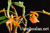 Hoàng thảo đơn cam - Dendrobium unicum