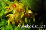 Lan lọng - Bulbophyllum Thouars part 2