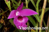 Lan sậy, Sậy lan - Arundina và Bamboo orchid