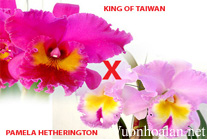 Thụ Phấn Cho Hoa Lan Cattleya - Pollinating Orchids