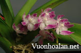 Lan giáng hương hồng - Aerides rosea