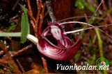 Lan corybas trung bộ - Corybas annamensis