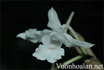 Hoàng thảo trinh bạch - Dendrobium virgineum