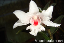 Hoàng thảo trinh bạch - Dendrobium Schildhaueri