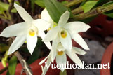 Hoàng thảo Ngọc trúc - Dendrobium moniliforme