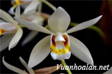 Lan thanh đạm mềm - Coelogyne flaccida