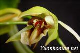 Lan Thanh đạm nâu - Coelogyne fuscescens