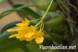 Lan lọng Việt Nam - Bulbophyllum vietnamense