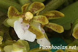 Lan lưỡi tóc ba hoa - Trichoglottis triflora