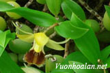 Lan thanh đạm rìa - Coelogyne fimbriata