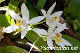 Lan thanh đạm ngủ - Coelogyne nitida