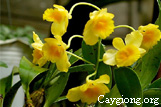 Hoàng thảo hoàng lạp - Dendrobium chrysotoxum 