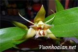 Lan thanh đạm tròn - Coelogyne ovalis