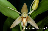 Lan thanh đạm tái - Coelogyne pallens