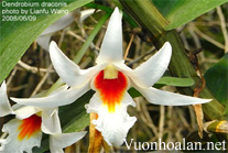 Nhất điểm hồng - Dendrobium draconis