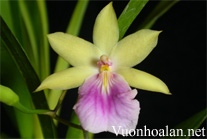 Lan Vũ Nữ - Ocidium Miltonia regnellii