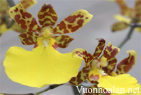 Lan Vũ nữ - Oncidium splendidum