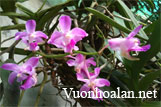 Giáng hương hồng nhạn - Aerides crassifolium