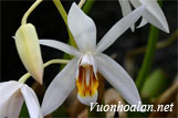 Lan thanh đạm Coelogyne huettneriana