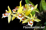 Lan thanh đạm mụt - Coelogyne lentiginosa