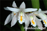 Lan kiếm bạch ngọc - Cymbidium mastersii