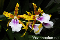 Lan Vũ nữ - Oncidium Miltonia Goodale Moir