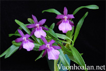 Lan Vũ nữ - Oncidium Miltonia Anne Warne