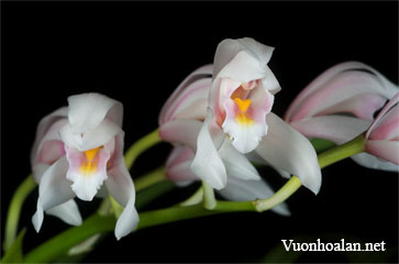 Lan Kiếm Bà Nà - Cymbidium Banaense