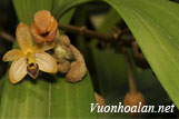 Lan len hai màu - Eria discolor