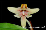 Lan len hoa đơn - Eria globifera