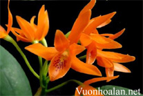 Phân loại hoa lan Cattleya