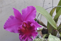 Kinh nghiệm trồng lan Cattleya