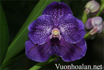 Kỹ thuật trồng lan Vanda