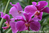 Lan Vanda