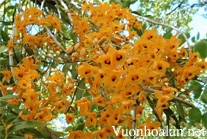 Hoàng thảo long nhãn Dendrobium fimbriatum