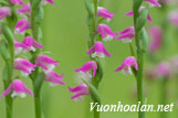 Lan cuốn chiếu - Spiranthes sinensis