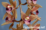 Lan kiếm gấm ngũ hổ - Cymbidium devonianum