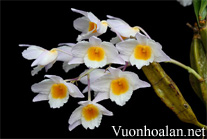 Thủy tiên trắng - Dendrobium farmeri