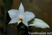 Bạch hạc Langbiang - Dendrobium wattii