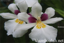 Lan Vũ nữ - Oncidium Miltoniopsis roezlii