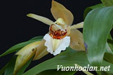 Lan thanh đạm vàng - Coelogyne lawrenceana