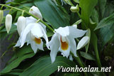 Lan thanh đạm tuyết ngọc - Coelogyne mooreana