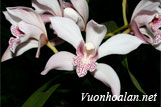 Lan kiếm hồng lan - Cymbidium insigne