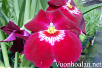 Lan Vũ nữ - Oncidium Miltoniopsis Bert Field