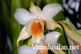 Nhất điểm hoàng - Dendrobium cariniferum