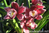 Kỹ thuật nhân giống địa lan - Cymbidium