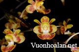 Hồ điệp Chiba - Phalaenopsis chibae